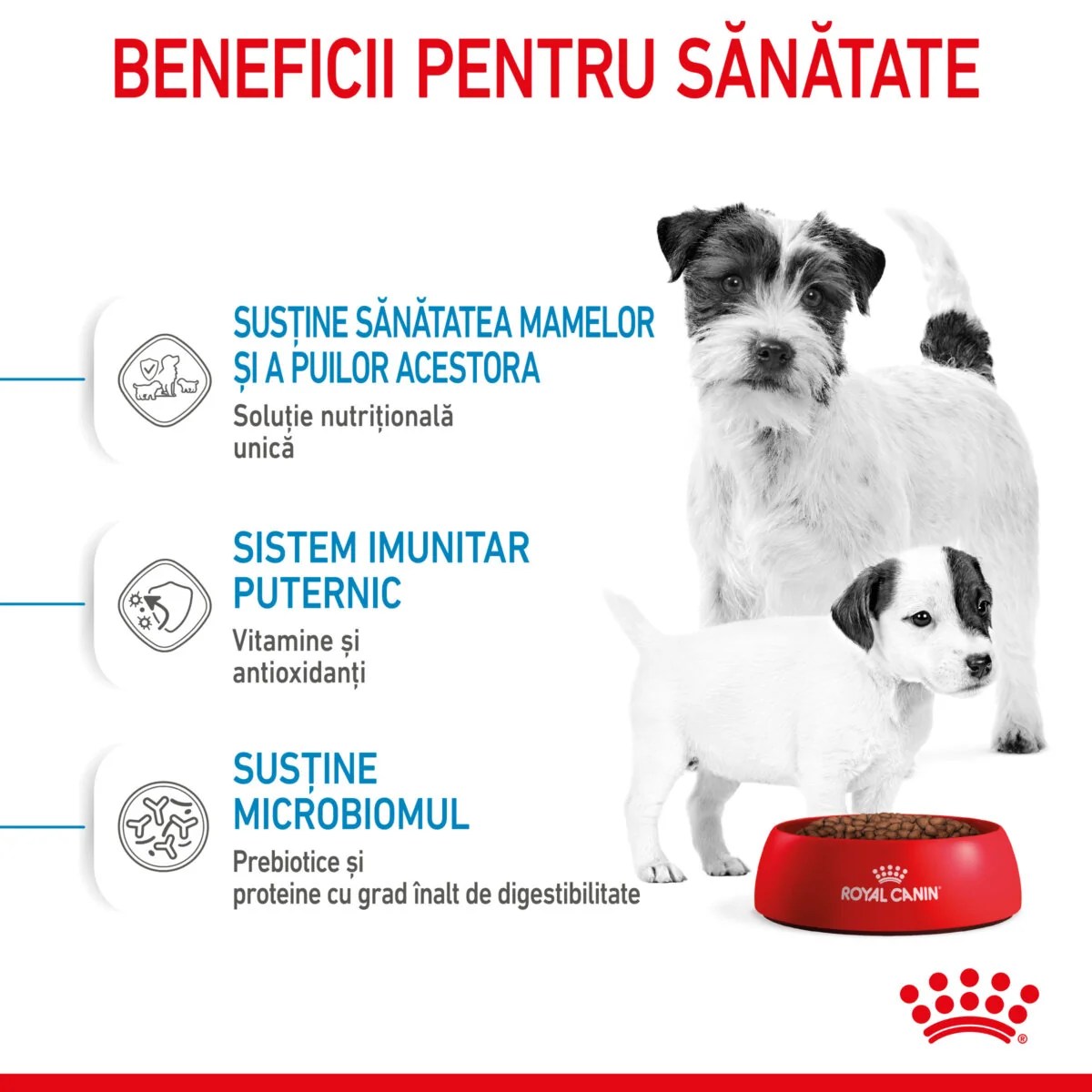 Royal Canin Mini Starter Mother & Babydog
