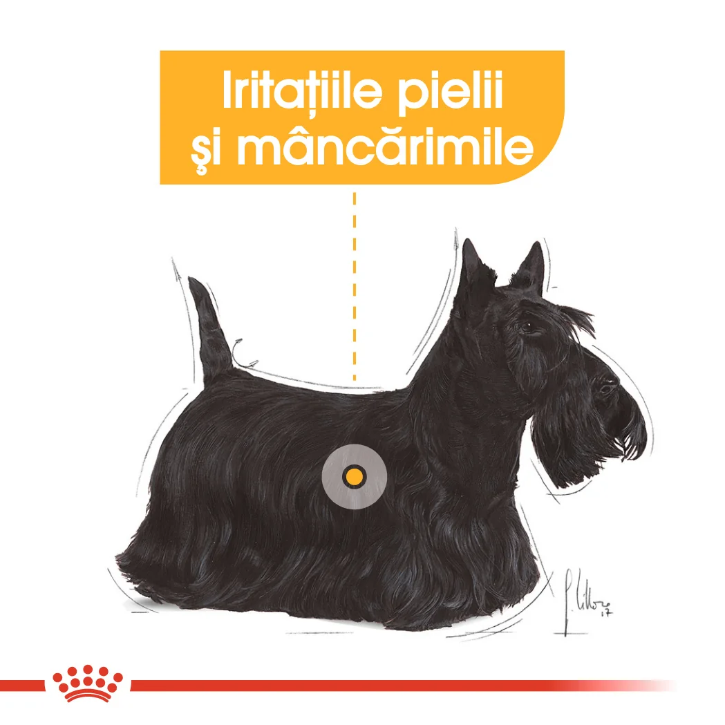 Royal Canin Mini Dermacomfort