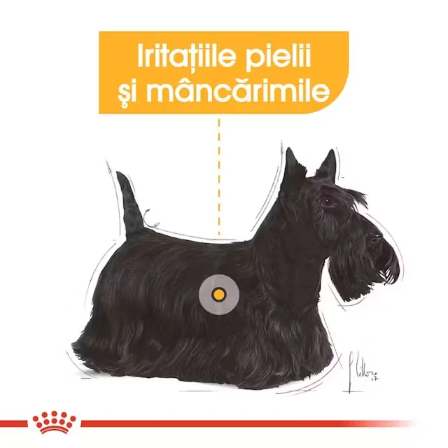 Royal Canin Mini Dermacomfort