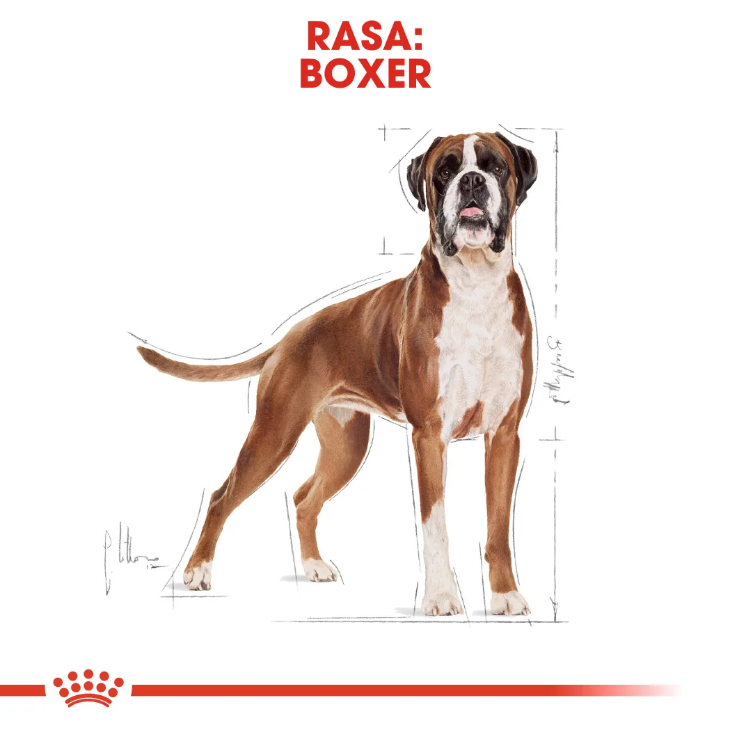 Royal Canin Bulldog Adult