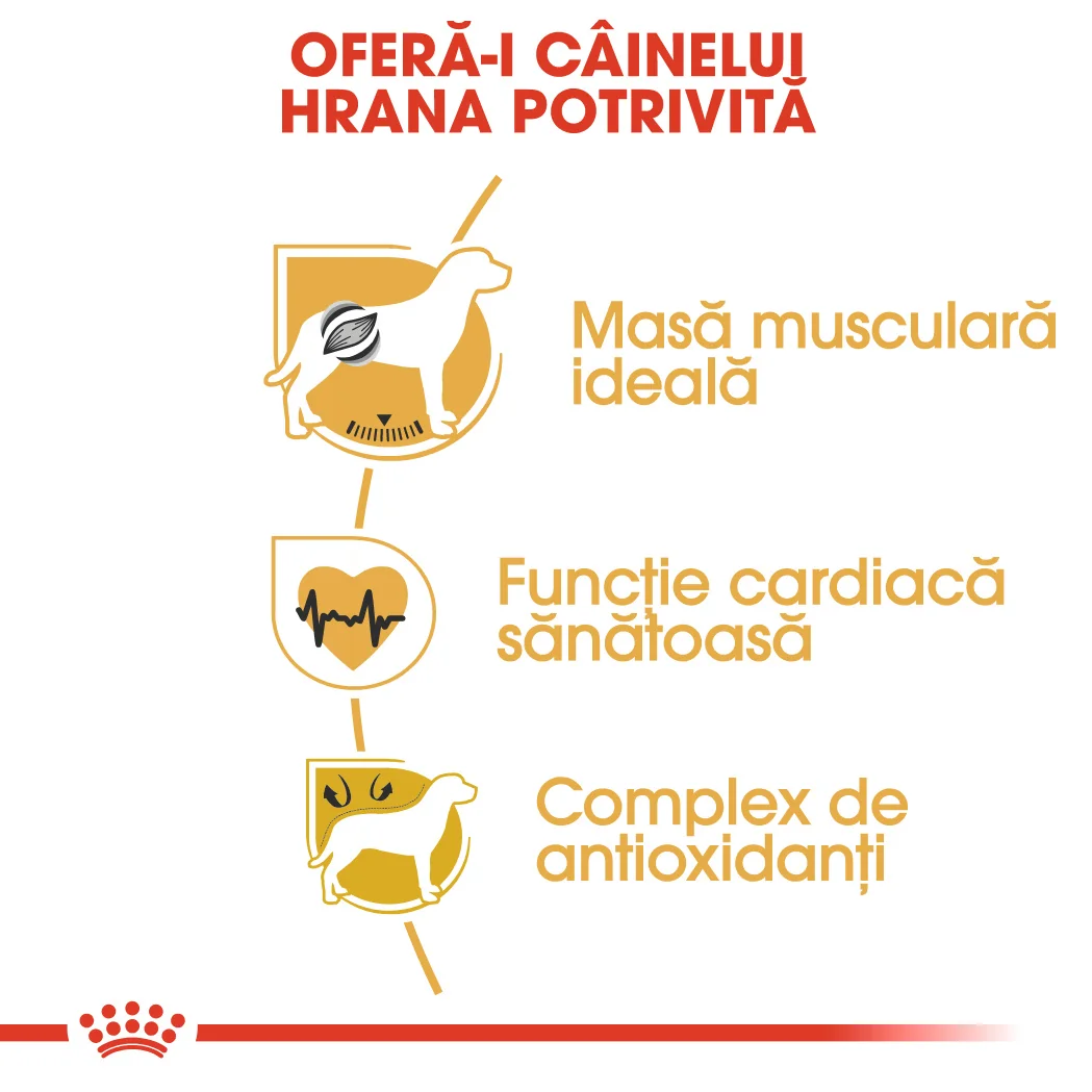 Royal Canin Bulldog Adult