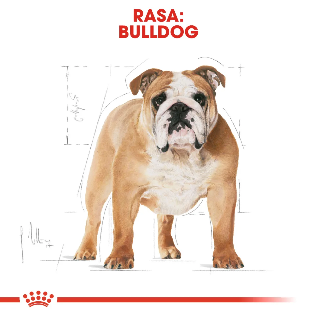 Royal Canin Bulldog Adult