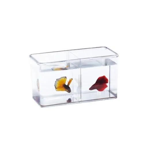 Betta Fish Double Display Case
