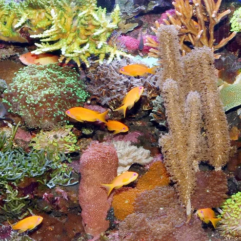 JBL Solar Marin DayY T5 Ultra 1200mm-54w (1500k)