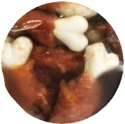 Eat&Fun Recompense Caini Chicken Calcium Bones 100 G