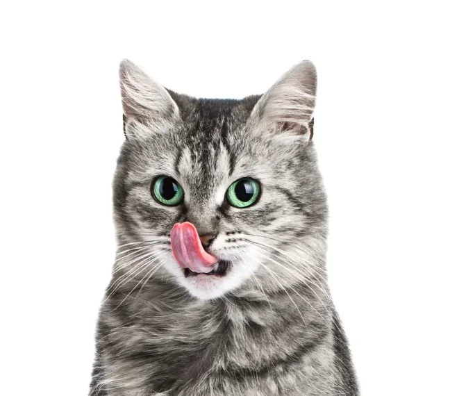 Leonardo Plic Vitel/Legume 85g