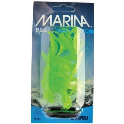 Marina Planta Color Hygrophila 30 cm PP1243