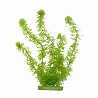 Marina Planta Hornwort 37.5 cm PP1512