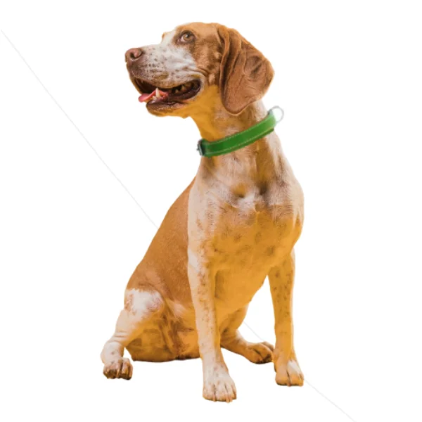 Pet Expert Zgarda Pasla Verde