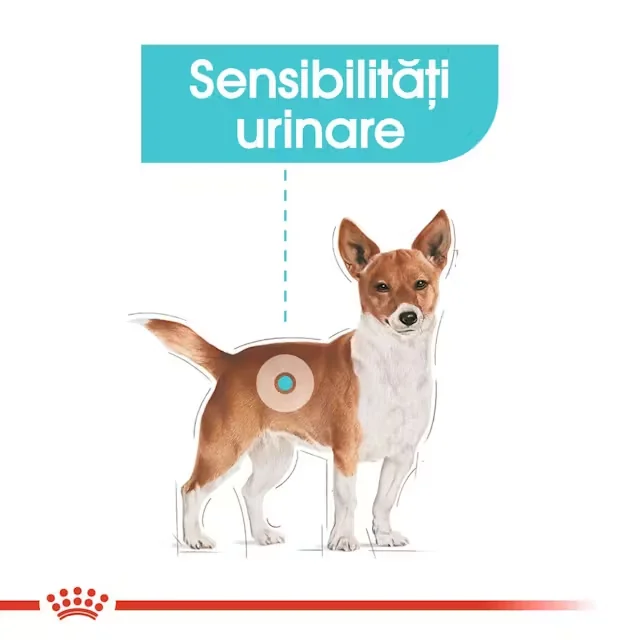 Royal Canin Mini Urinary Care