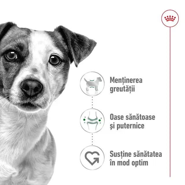Royal Canin Plic Mini Adult 85 g