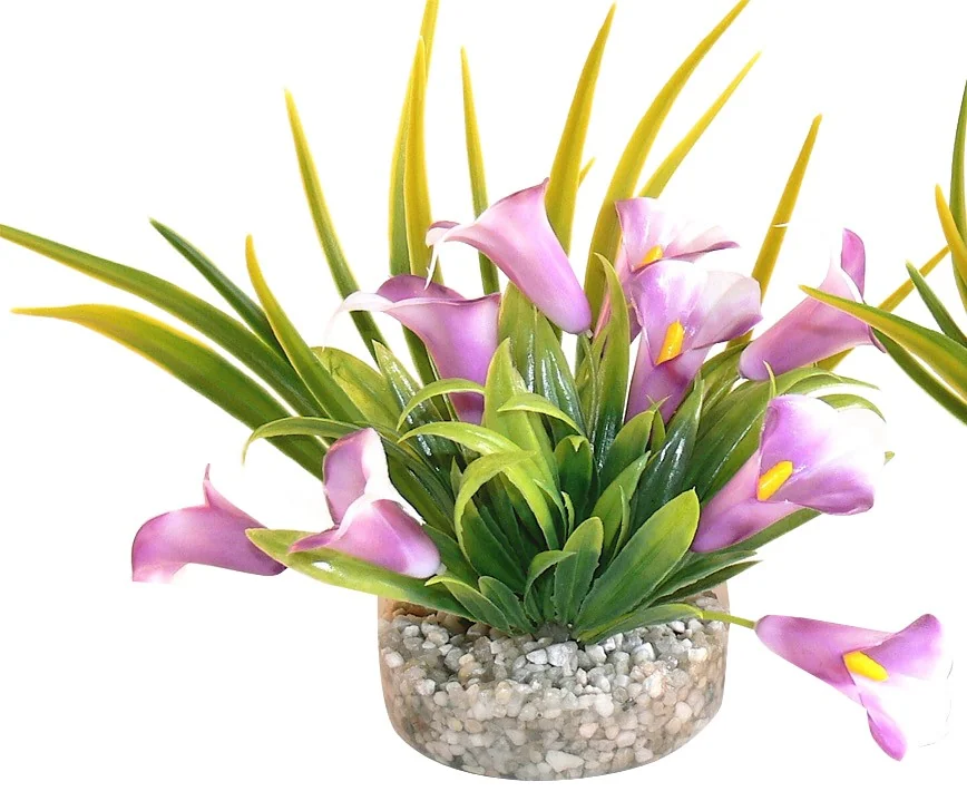 Sydeco Planta Cala Lily 9 cm 349616
