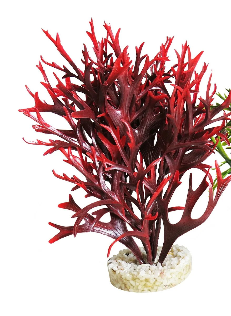 Sydeco Planta Water Fern Large 15 cm 349659