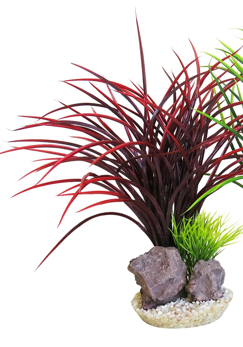 Sydeco Planta Acorus Rock 28 cm 349811