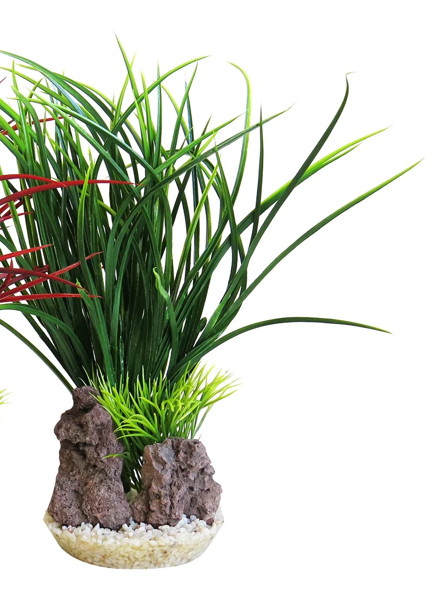 Sydeco Planta Acorus Rock 28 cm 349811