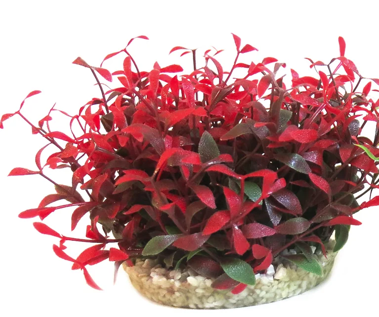 Sydeco Planta Water Bowl Maxi 10 cm 350135