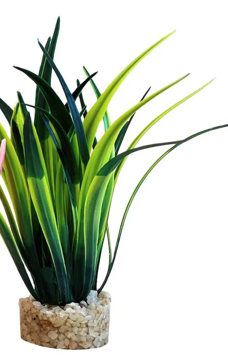 Sydeco Planta Papyrus Medium 15 cm 350145