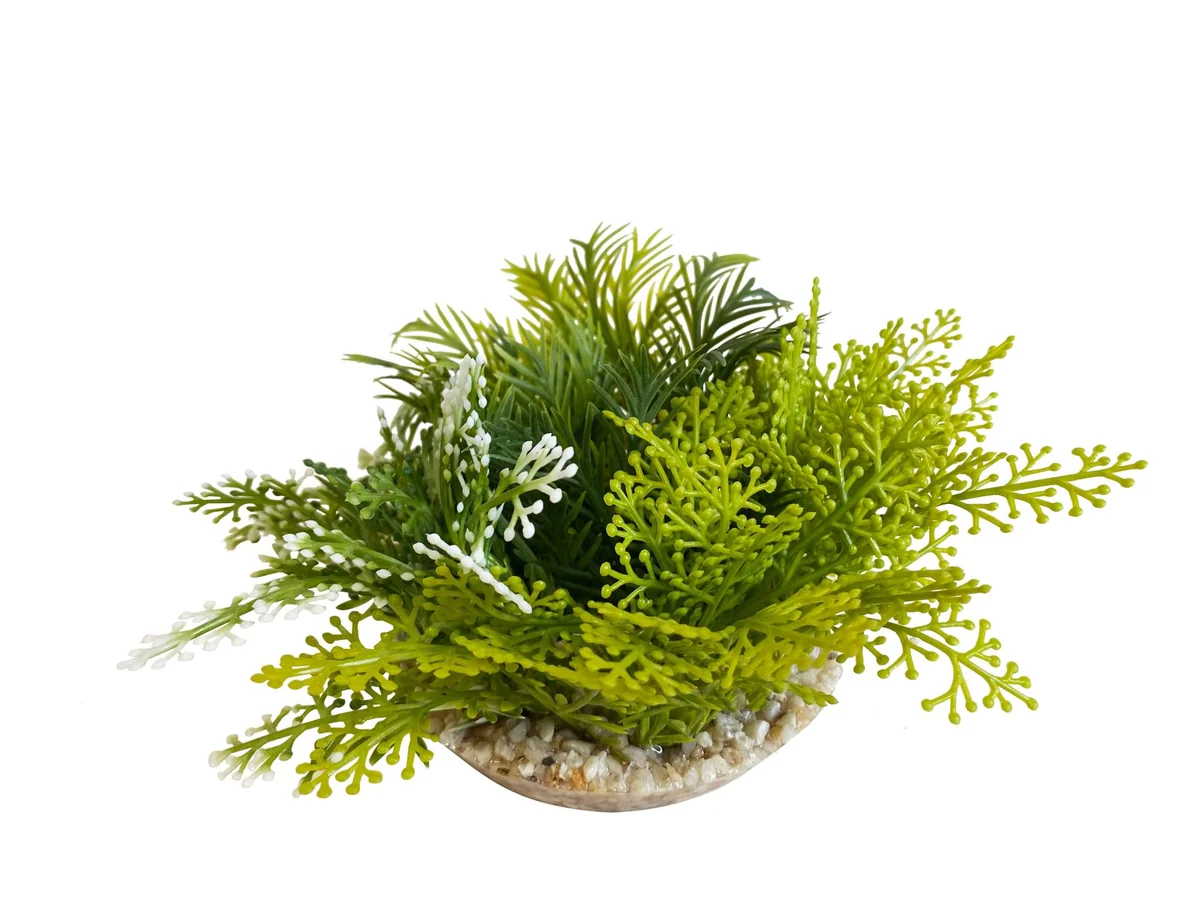 Sydeco Planta Fiesta Moss XL 8 cm 380059
