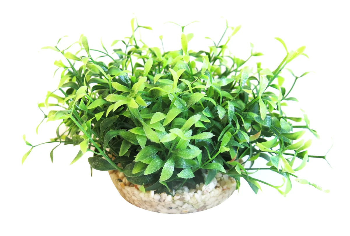 Sydeco Planta Arizona Vivarium 9 cm 385109