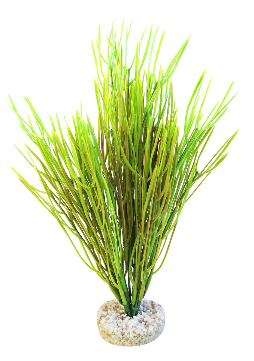 Sydeco Planta Acorus Vivarium 30 cm 385104