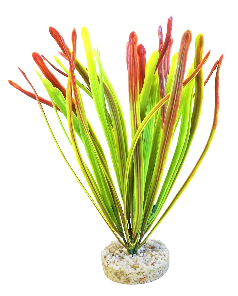 Sydeco Planta Acorus Vivarium 30 cm 385104