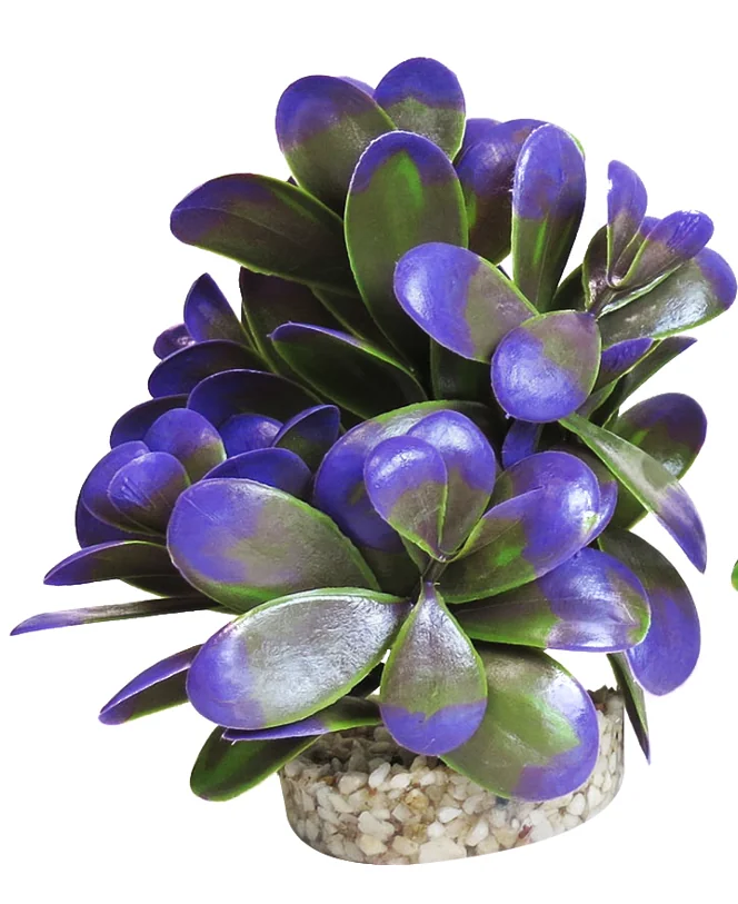 Sydeco Planta Peeble Plant 14 cm 380165
