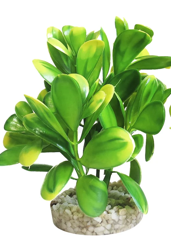 Sydeco Planta Peeble Plant 14 cm 380165