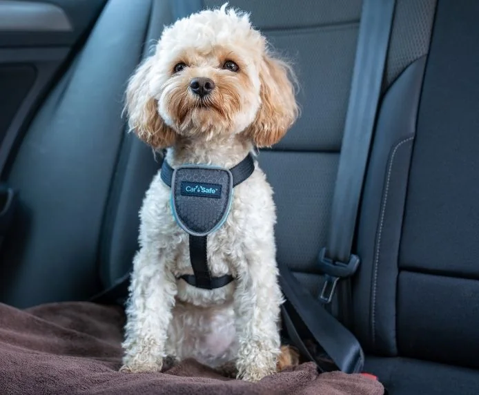 Coa Ham Caine Carsafe Travel Black XS