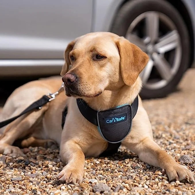 Coa Ham Caine Carsafe Travel Black L