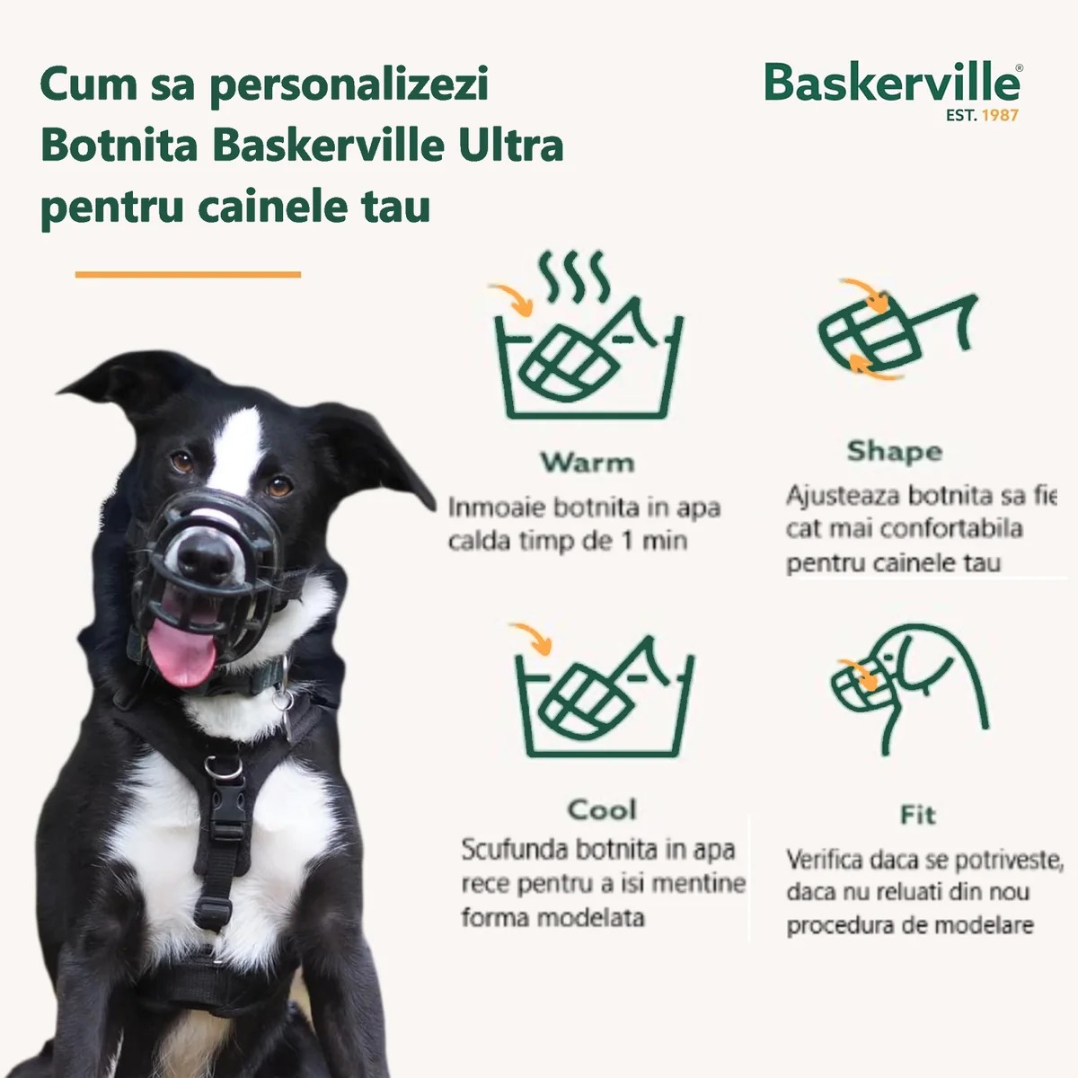 Coa Botnita Baskerville Ultra Size 1 - 6