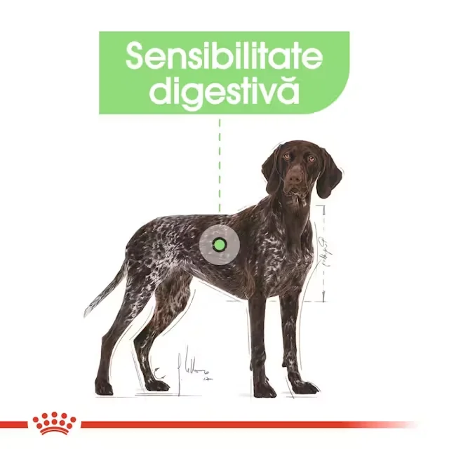 Royal Canin Maxi Digestive Care 12 kg