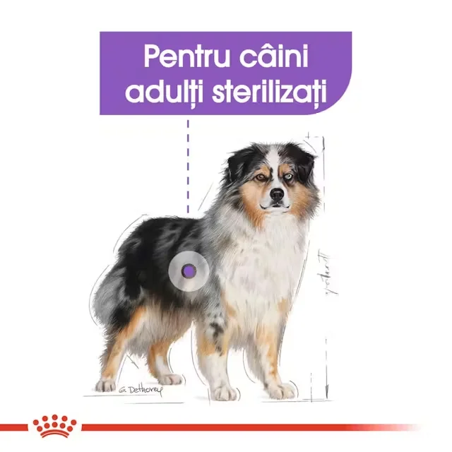 Royal Canin Medium Sterilised 12 Kg