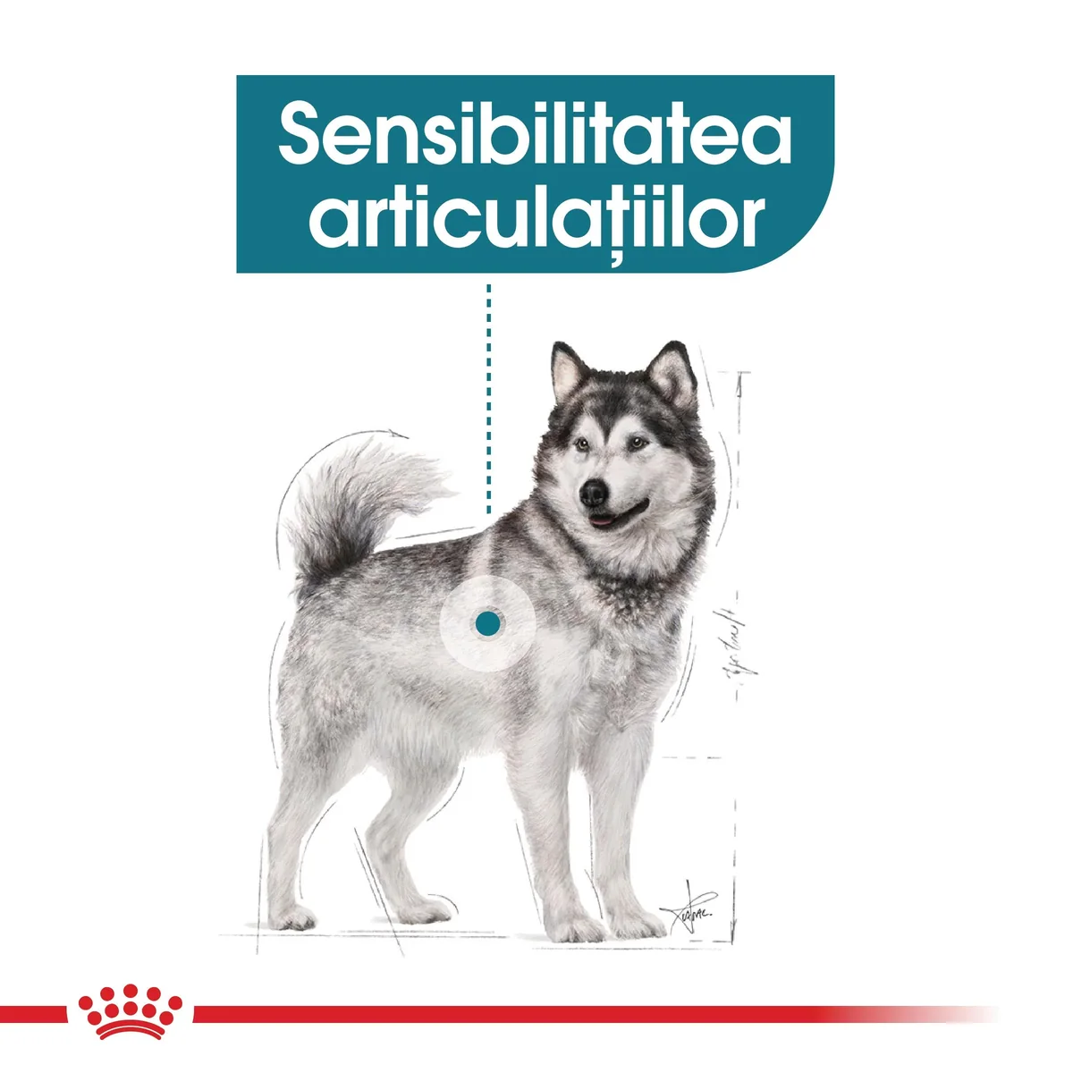 Royal Canin Maxi Joint Care