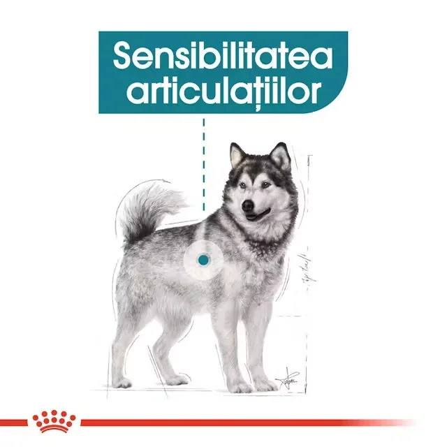 Royal Canin Maxi Joint Care