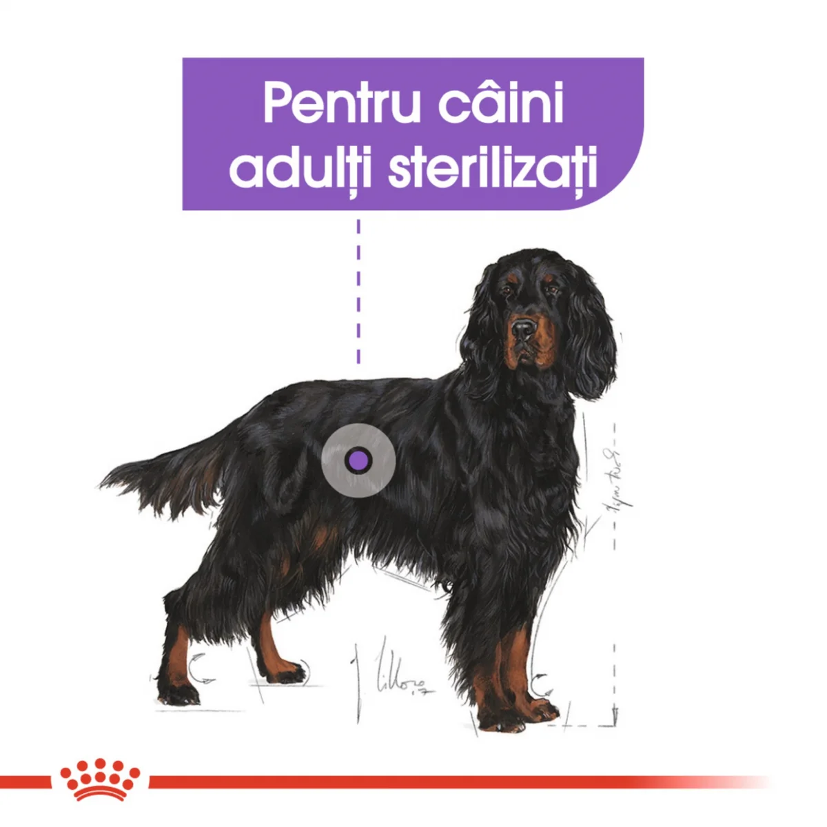 Royal Canin Maxi Sterilised Adult 12kg