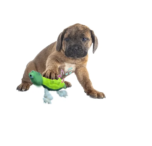 Paiatze Dog Plus Testoasa BKI577-1