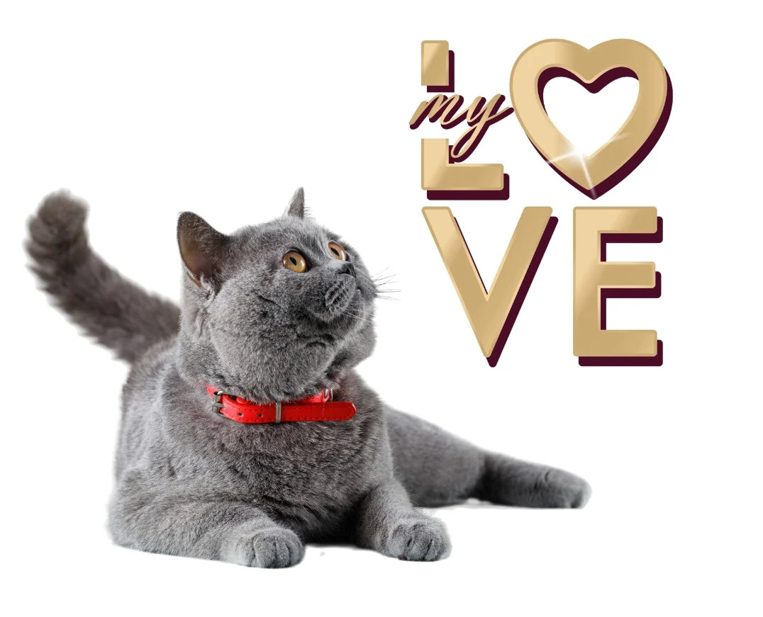 My Love Pisica Plic Ficat 85 g