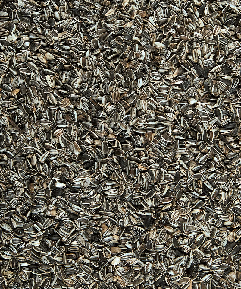 Versele Laga Seminte de Floarea Soarelui Pestrite 600 g