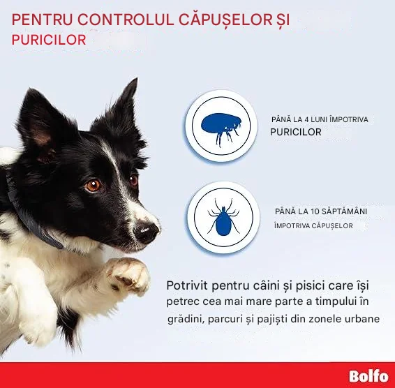 Bolfo Zgarda Caine/Pisica