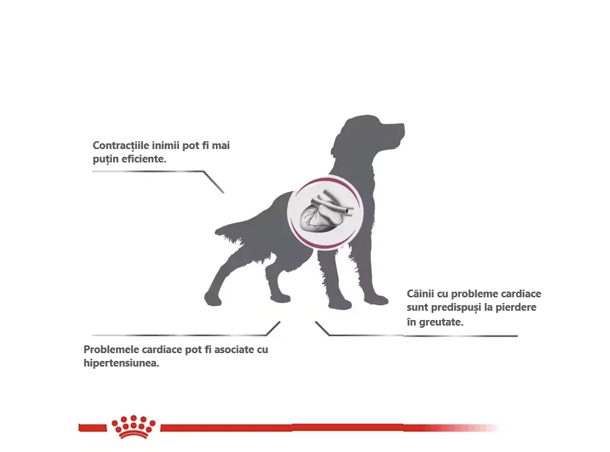 Royal Canin Dieta Cardiac 2 Kg