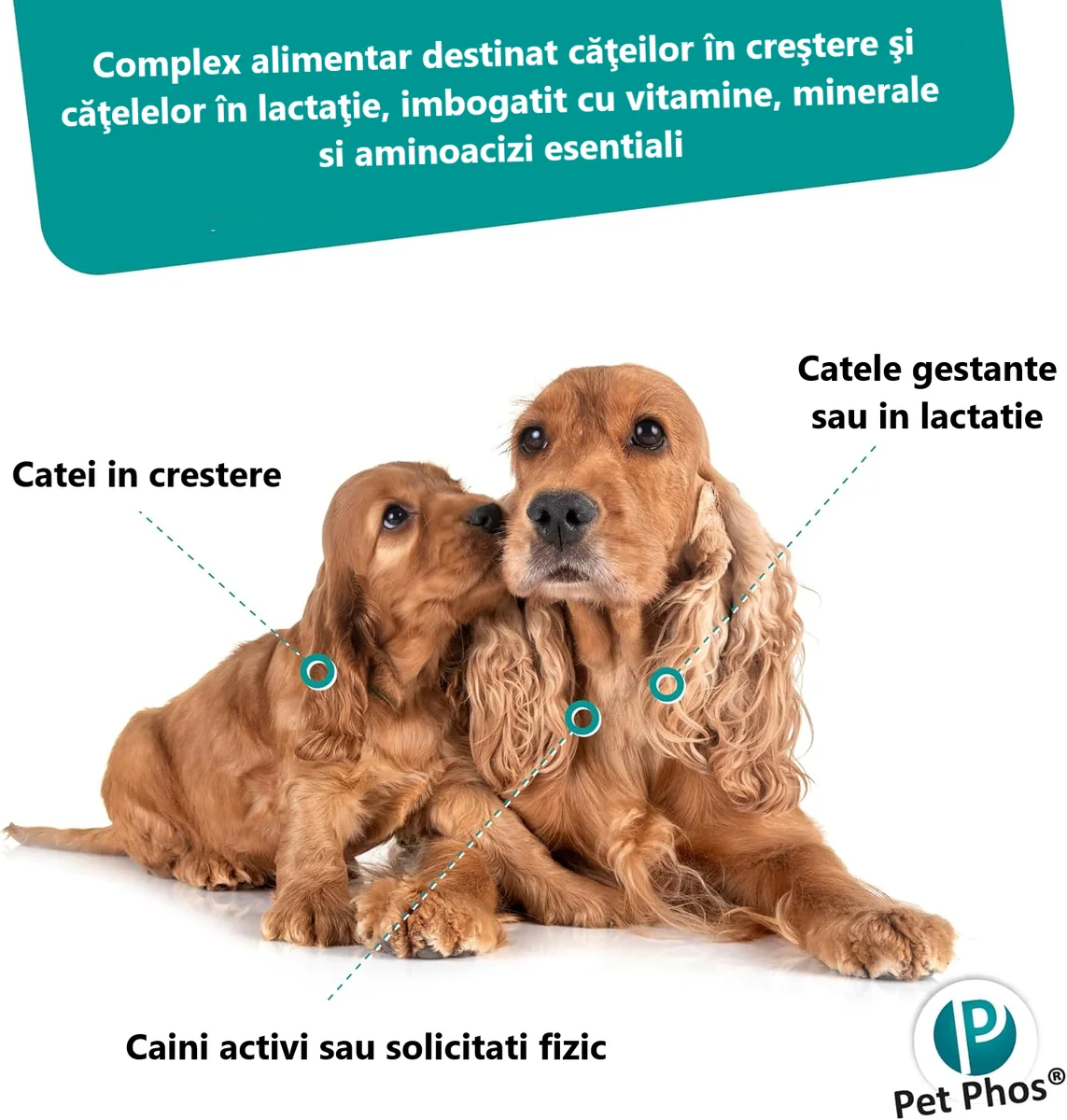 Pet Phos Vitamine Caine Croissance Ca/P=1.3