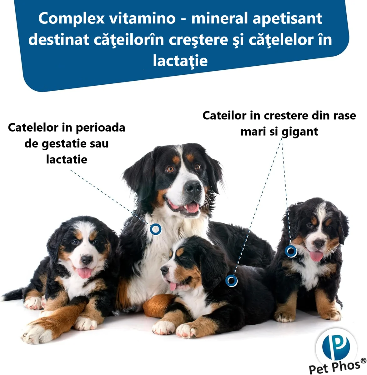 Pet Phos Vitamine Croissance Pentru Caini de Talie Mare